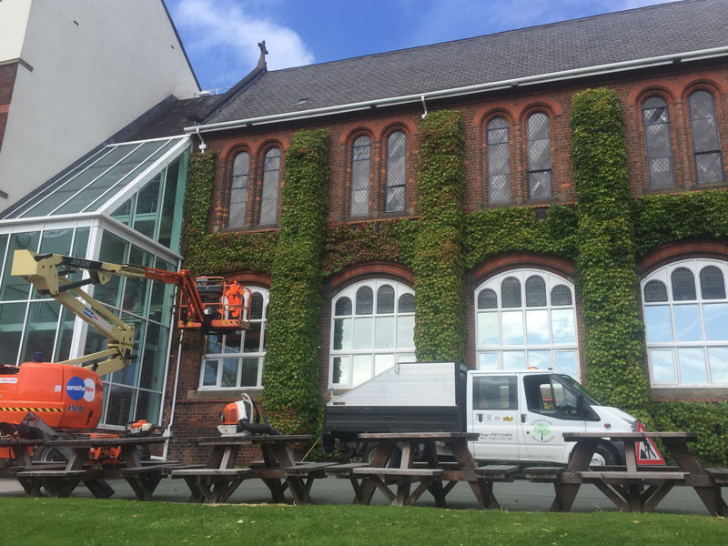 Stephen Pye Tree Services Ltd