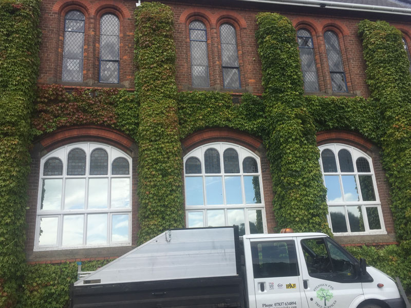 Stephen Pye Tree Services Ltd