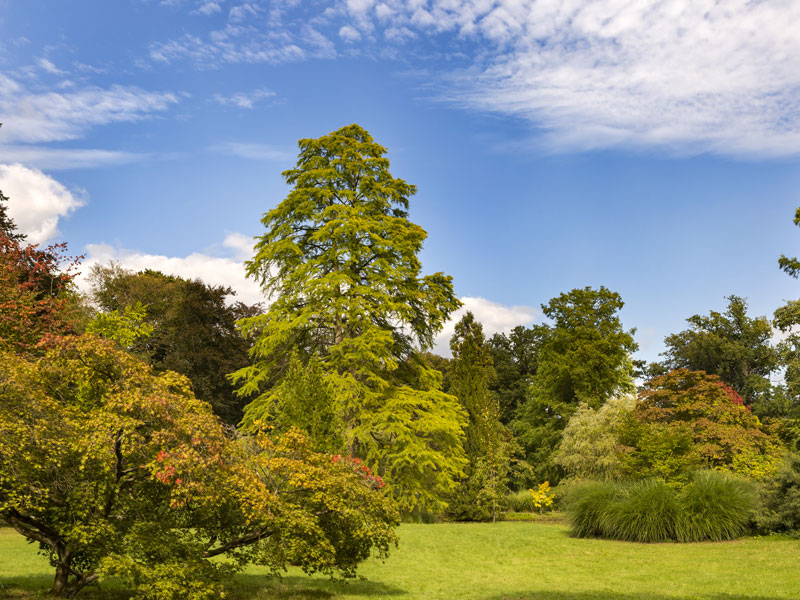 Stephen Pye Tree Services Ltd