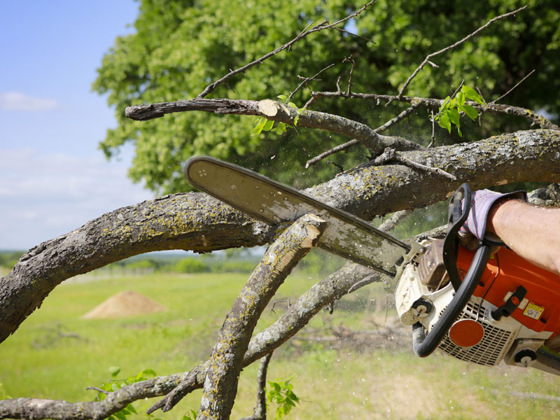 Stephen Pye Tree Services Ltd