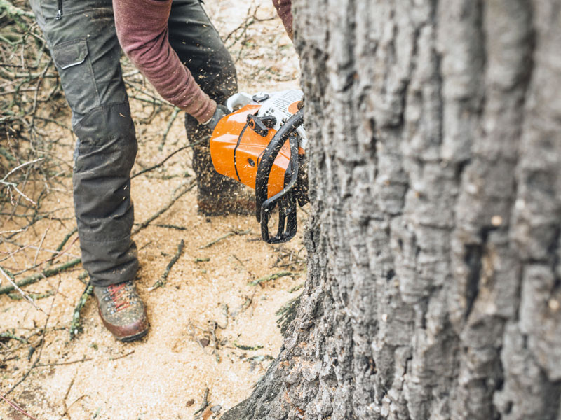 Stephen Pye Tree Services Ltd